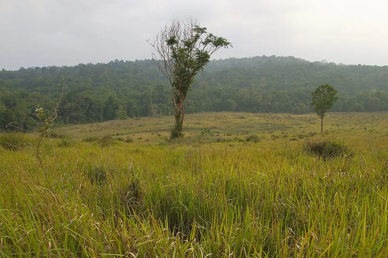 Nature, Thailand